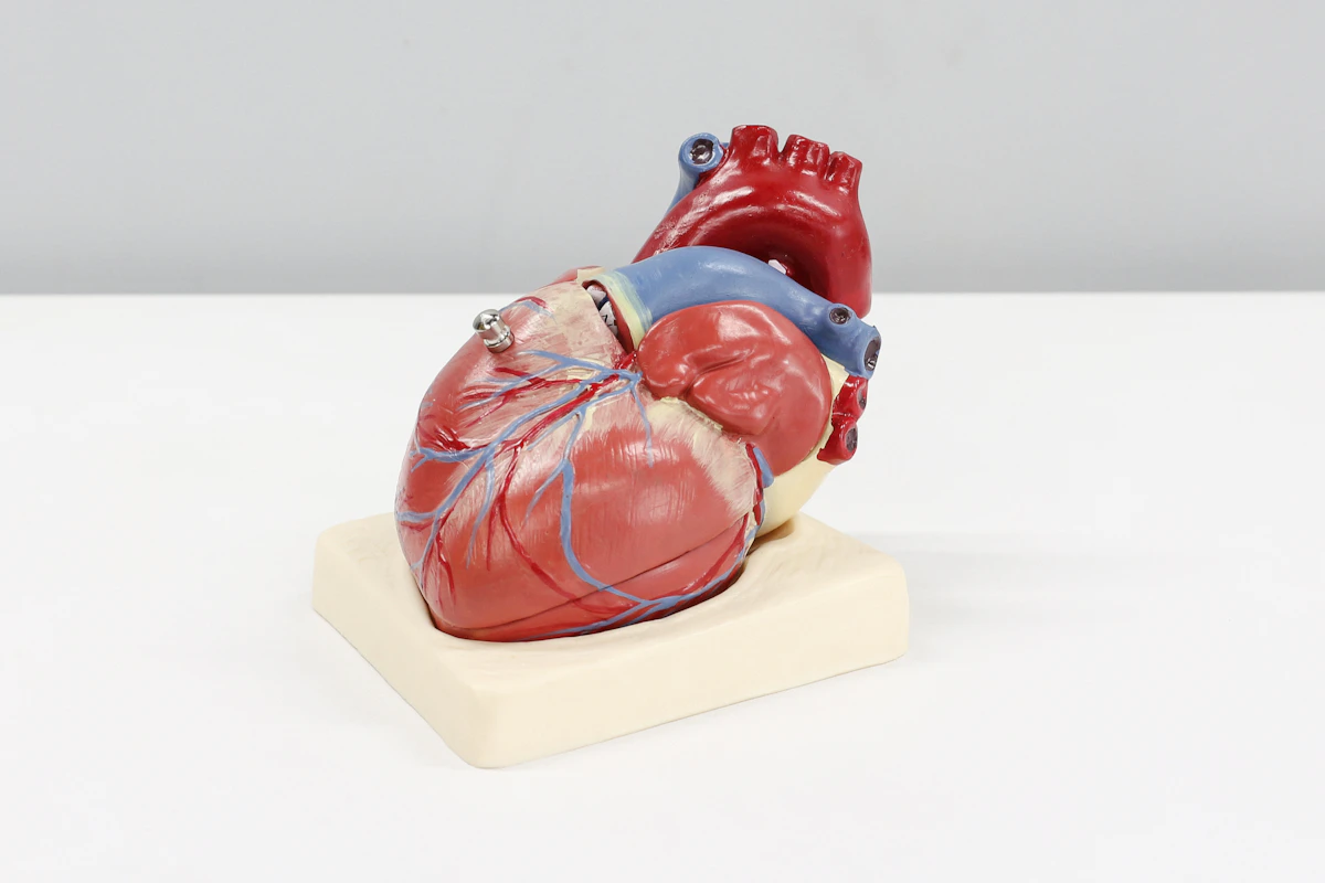 A model of a human heart on a white surface