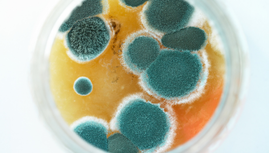 mold toxicity treatment Austin TX