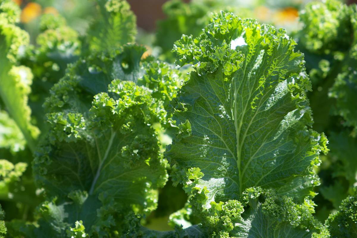 Close-up of kale leaves