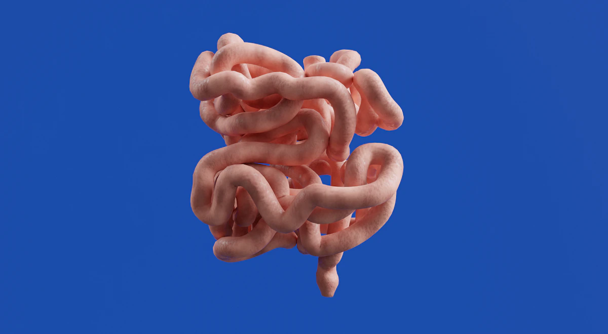 Model of the human intestines on a blue background