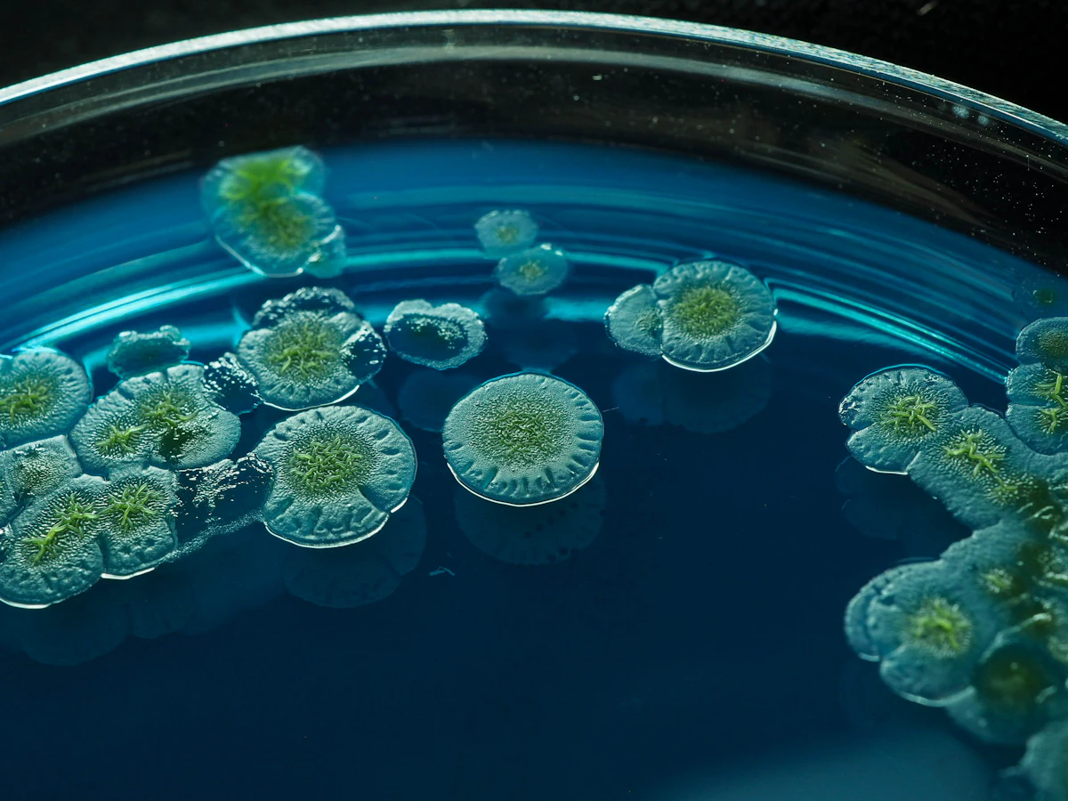 Microscope view of bacteria in a blue dish