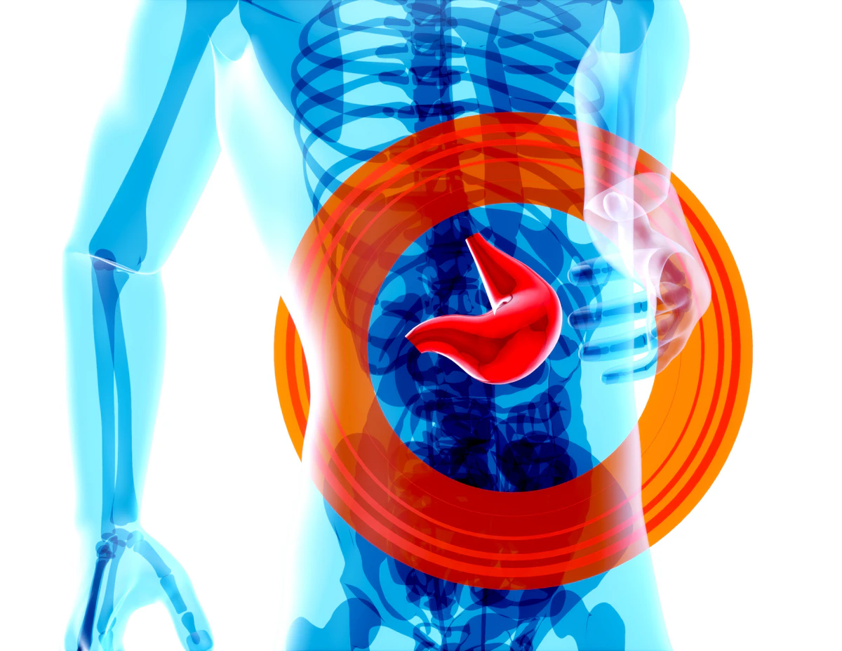 Illustration of the stomach inside the body