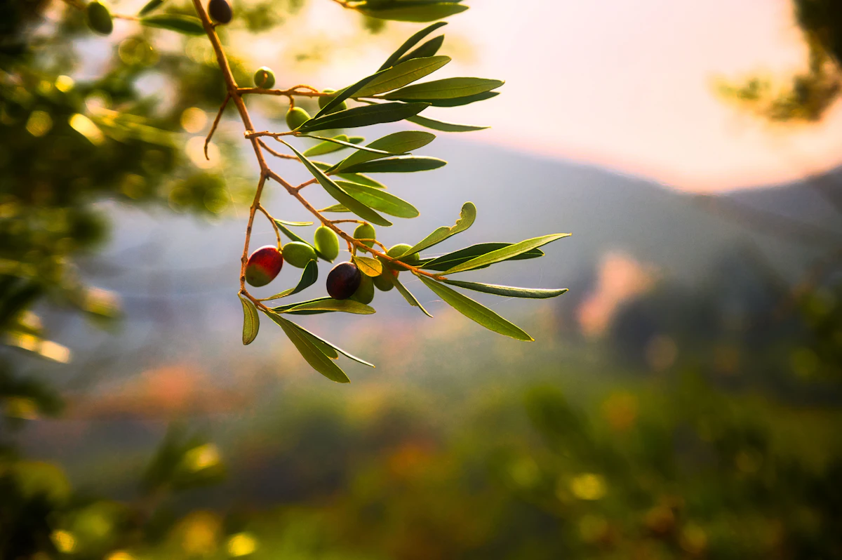 Olive branch with olives