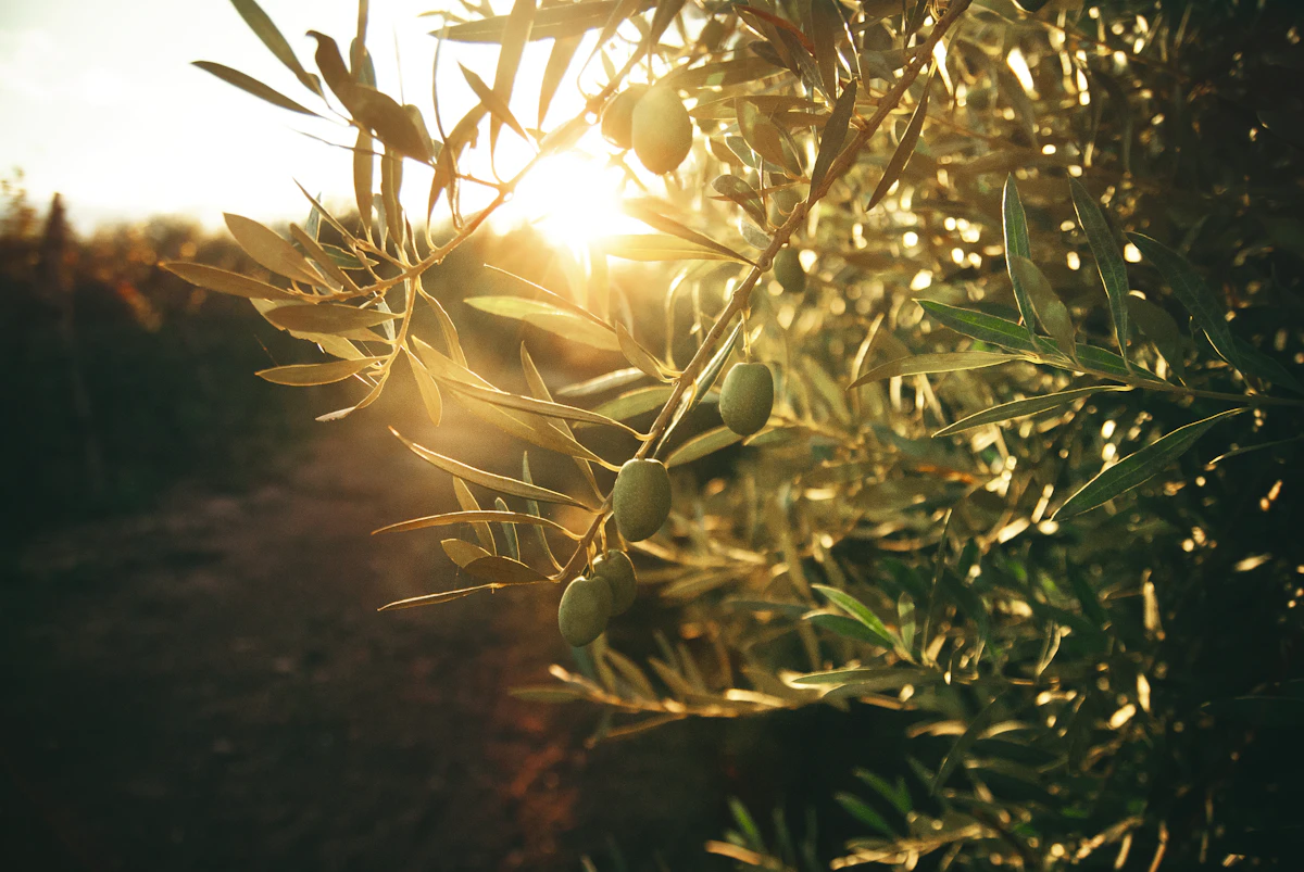 Olive tree branches in the sunlight