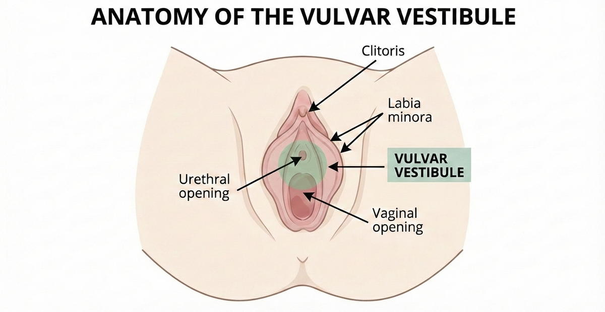 vulvar vestibule - reason for pain with sex